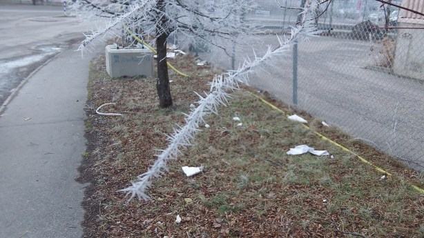 Överallt såg jag dessa taggiga träd!